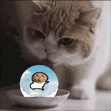 meme cat_lick